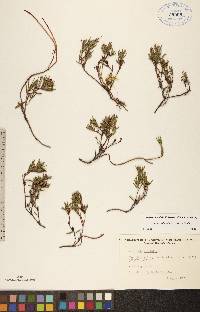 Andromeda polifolia var. polifolia image