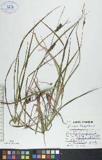 Carex houghtonii image