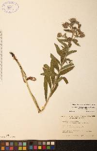 Lithospermum occidentale image