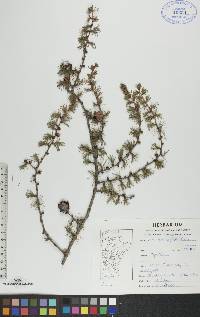 Larix laricina image