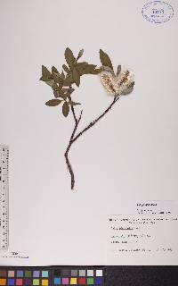 Salix planifolia image