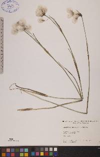 Eriophorum angustifolium image