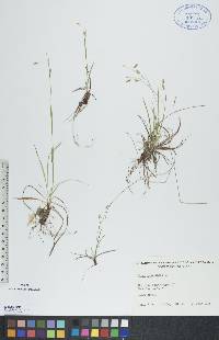 Carex capillaris image