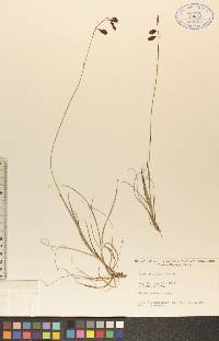 Carex atrofusca image