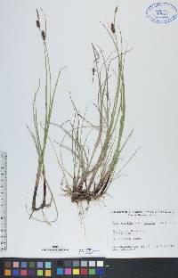 Carex saxatilis image