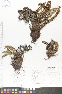 Dryopteris fragrans image