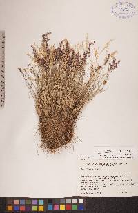 Poa hartzii image