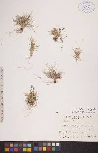 Poa abbreviata subsp. abbreviata image