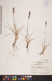 Deschampsia brevifolia image