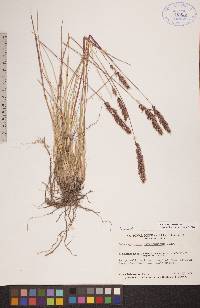 Calamagrostis purpurascens image