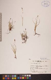 Carex rupestris image