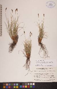 Carex myosuroides image