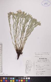 Lithospermum canescens image