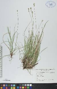 Carex peckii image