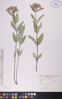 Asclepias ovalifolia image