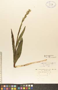 Platanthera aquilonis image