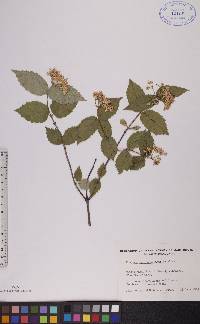 Viburnum rafinesqueanum image