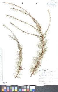 Larix laricina image