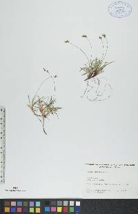 Carex concinna image