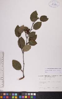 Alnus crispa image