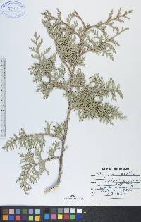 Thuja occidentalis image