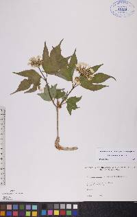 Viburnum trilobum image