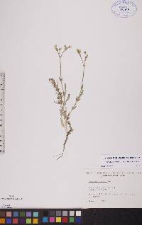 Cerastium arvense subsp. strictum image