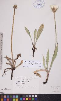 Agoseris glauca image