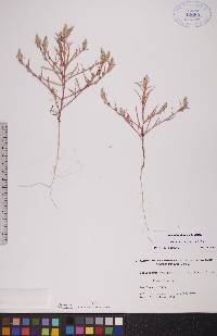 Corispermum americanum image