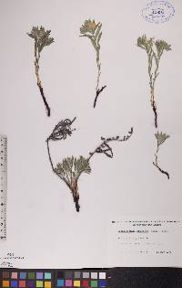 Lithospermum canescens image