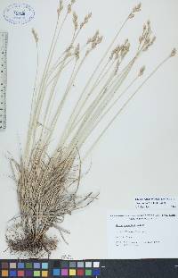 Carex xerantica image