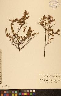 Chamaedaphne calyculata image