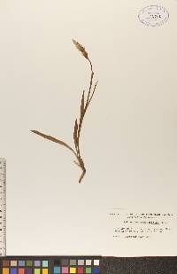 Spiranthes romanzoffiana image