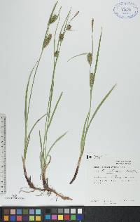 Carex houghtoniana image