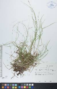 Carex disperma image