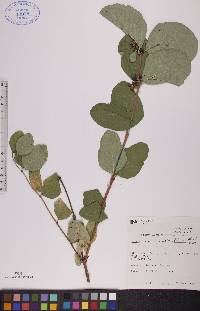 Symphoricarpos occidentalis image