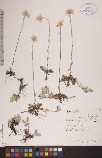 Antennaria neglecta image