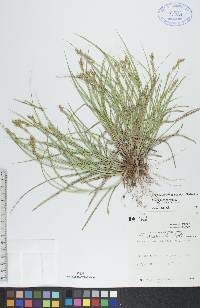 Carex foenea image