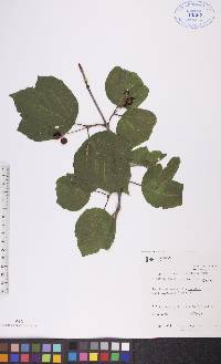 Viburnum edule image