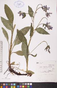 Mertensia paniculata image