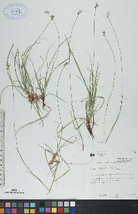 Carex peckii image