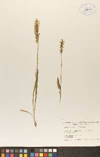 Spiranthes romanzoffiana image