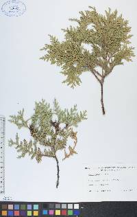 Thuja occidentalis image