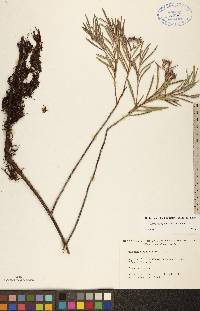 Andromeda polifolia image