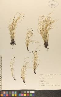 Equisetum scirpoides image