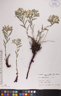 Lithospermum canescens image