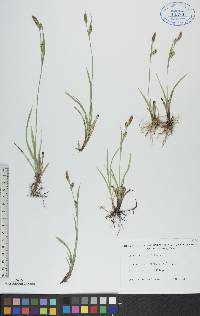 Carex tetanica image