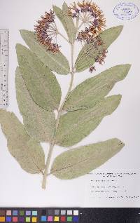 Asclepias speciosa image