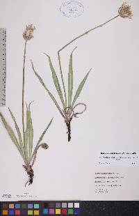 Agoseris glauca image