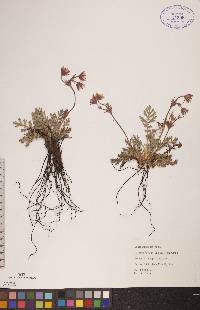 Geum triflorum image